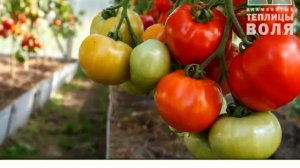 Теплицы от компании "Полимир", г.Кинешма