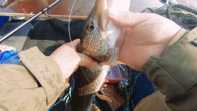 Рыбалка на Иртыше 2022/нашёл коряги полные щук и окуней смотреть онлайн