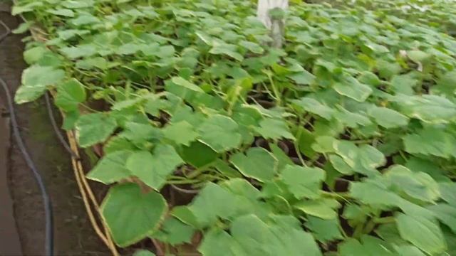 Обзор корневой системы на рассаде огурца? смотреть онлайн