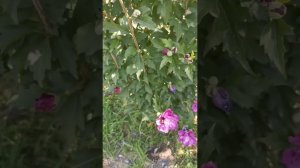Матка шмеля на гибискусе
