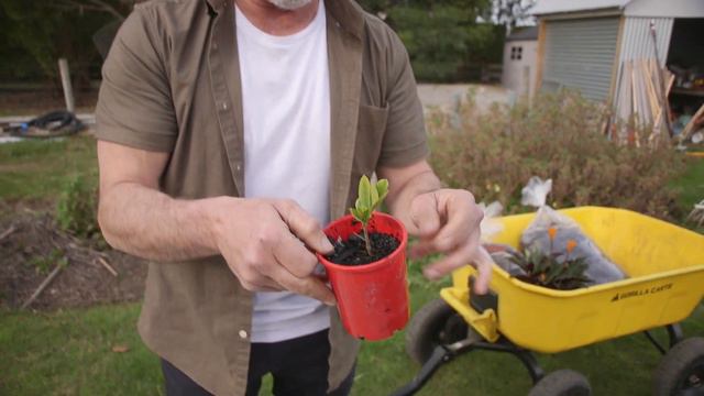 Propagating A Gardenia By Cuttings смотреть онлайн
