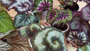 НЕВЯЗАНИЕ. Моя коллекция бегоний декоративно - лиственных.