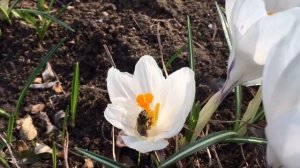 КРОКУСЫ.ЯРКИЕ ПЕРВОЦВЕТЫ.ПОСАДКА.УХОД.РАЗМНОЖЕНИЕ.