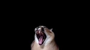 Кот Шлепа жестко зафлексил под песню из bad piggies