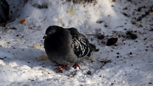 Каких птиц можно встретить в Салехардском городском саду? | Фотоохота | Салехард