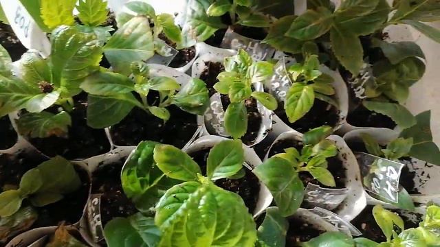 16 марта 2023г. Хлороз. смотреть онлайн