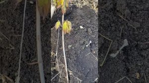 Кизил Семен привитой посадка. Дерево номер один.