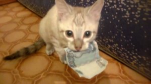 Кот украл тысячу рублей