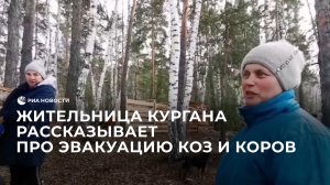 Жительница Кургана рассказывает про эвакуацию коз и коров