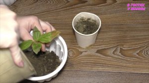 Как вырастить хурму в домашних условиях. Хурма из косточки. Pitted persimmon.