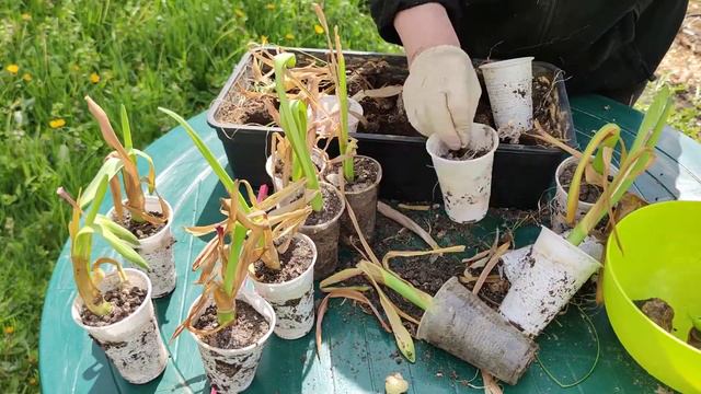 Что делать с гиацинтами, которые выращивались на выгонке?