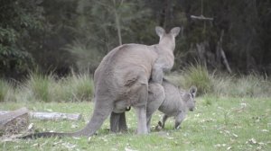 Australian Wildlife: Mating Kangaroos