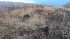 Курцхаар в стойке