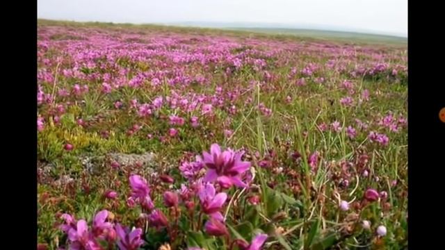 Природная зона- тундра смотреть онлайн