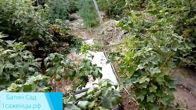 Черная смородина Соловьиная ночь