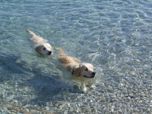 25 ноября 2022 г.  собака  собаки  купание собак  собака плавает в пруду собаки охотятся