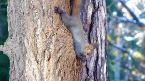 БЕЛКА ЕСТ ОРЕХИ И СЕМЕЧКИ. Жизнь лесных белок в дикой природе?️??