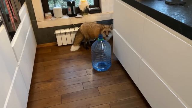 Алиса - лиса. Первые заморозки смотреть онлайн