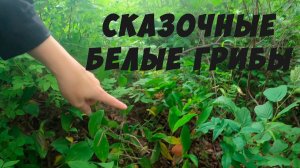 Большая тихая охота Пошли по старым грибным местам, а нашли новые Молодые белые грибы на каждом шагу