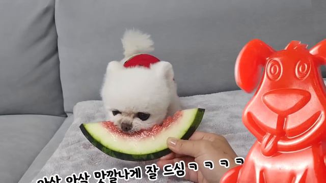 Собаки-пираты требуют от желейного Стасика сундук с золотом смотреть онлайн