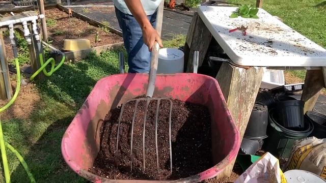 Easy Limelight Hydrangea Propagation  Paniculata  Propagate Hydrangeas