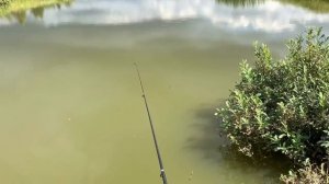 ЛЕТНИЙ ПРУДИК ДЛЯ КАРАСЕЙ ОТ А ДО Я l КАК ПРОСТО СДЕЛАТЬ ЛЕТНИЙ ПРУДИК ДЛЯ КАРАСЕЙ l РОСТ НА 100%