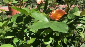 Обрезка бутонов у роз посаженных Весной 2019