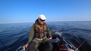 Ладожские красавцы окушки вышли на охоту I троллинг I Ладога I Лето 2022