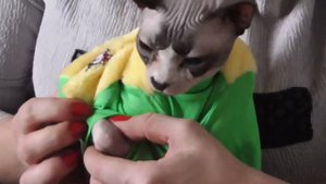 Как одеть кошку и новая модель одежды для котенка