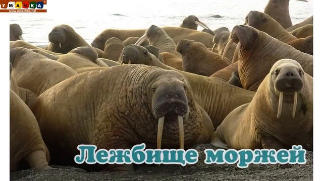 Логопедическое видео -  Развивающее видео. Логопедия. Буква Щ.