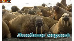 Логопедическое видео -  Развивающее видео. Логопедия. Буква Щ.