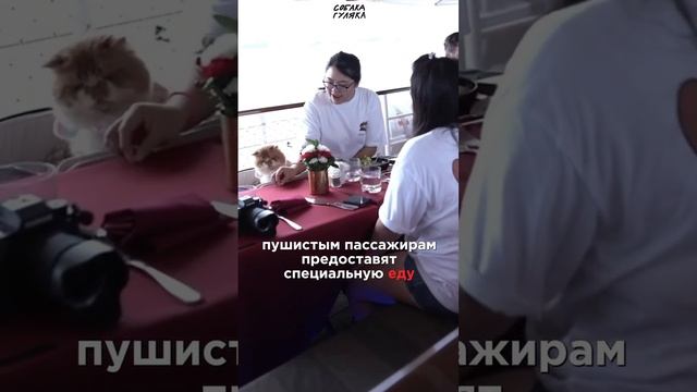 В Сингапуре можно отправиться в круиз с кошкой! ? смотреть онлайн