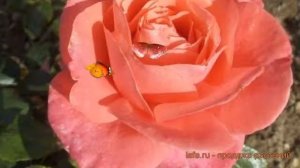 Роза чайно-гибридная Флорентина (Rose Florentina) ? обзор: как сажать, саженцы розы