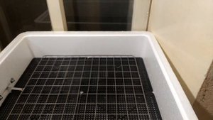 Пробую запустить инкубатор Несушка