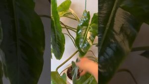 Филодендрон Paraiso Verde -восстановление вариегатности