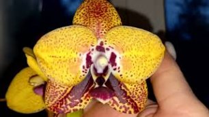 Любуюсь своими Орхидеями  огромными ЦВЕТОНОСАМИ,с вами.