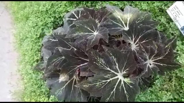 TANAMAN HIAS  TANAMAN BEGONIA PALOMAR PRINCE