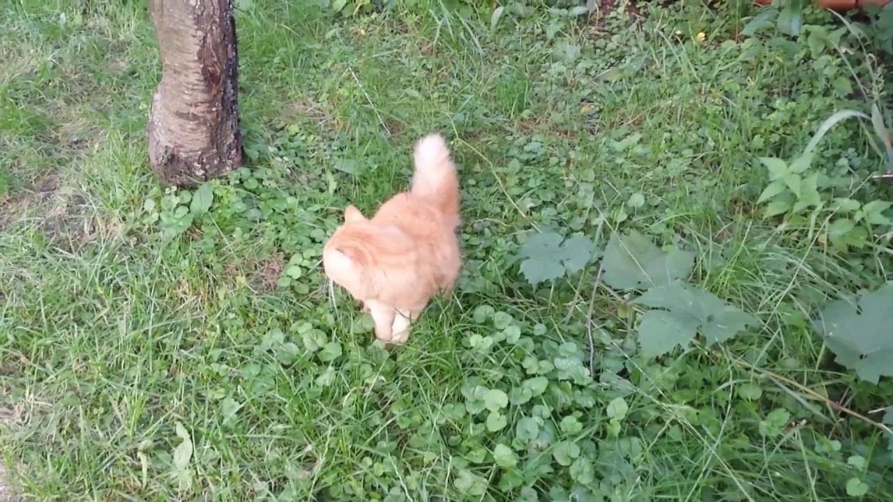 Кот спускается с дерева :) смотреть онлайн