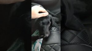 Глаза Собаки. Красивый стих.