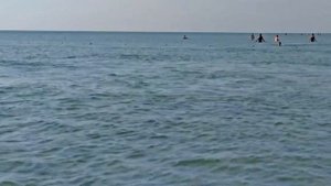 В Анапе дельфины охотились рядом с берегом