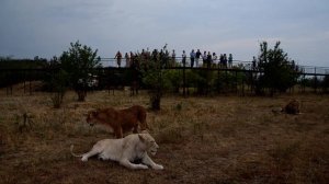 Общение Человека и львов-как это увидели фантасты России ! Тайган Крым