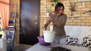 ДУРАНТА УХОД И ПЕРЕСАДКА