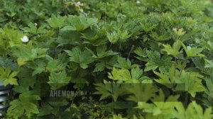 Ландшафтный сад в коттеджном стиле