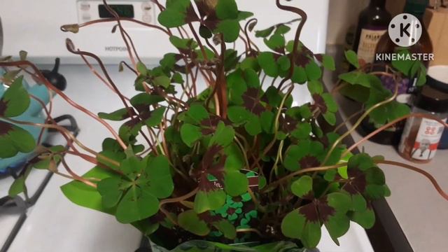 Oxalis Iron Cross houseplant смотреть онлайн