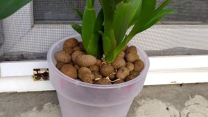 Когда пересаживать Камбрию. Обзор ОНЦИДИУМНОЙ группы. Хорошие препараты от вредителей.