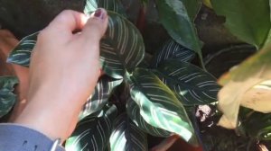 My Calathea & Maranta plant collection with care tips || How to save dying Calathea/ Maranta plant