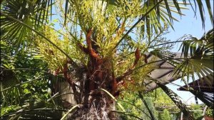 Мутационная селекция Трахикарпус форчуна. Mutational selection of Trachycarpus Fortuna.