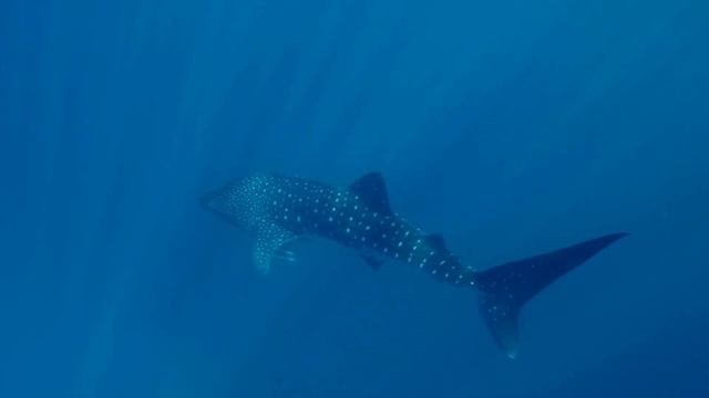 8k Drone & Underwater Video Footage | The Whale.Dolphins World-relaxation Video @ City Drone Footag