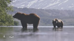 Экотуризм в стране медведей, Камчатский край