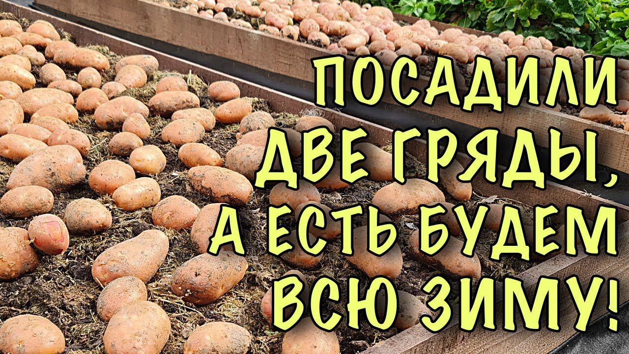 ЗАЧЕМ сажать СОТКАМИ? Посадили ДВЕ ГРЯДЫ, а ХВАТИТ НА ВСЮ ЗИМУ! УНИКАЛЬНЫЙ метод посадки картофеля!